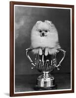 Pomeranian Champion Dimples of Hadleigh, a Pomeranian Posing in a Trophy-null-Framed Photographic Print