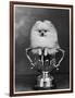 Pomeranian Champion Dimples of Hadleigh, a Pomeranian Posing in a Trophy-null-Framed Photographic Print