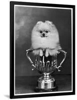 Pomeranian Champion Dimples of Hadleigh, a Pomeranian Posing in a Trophy-null-Framed Photographic Print