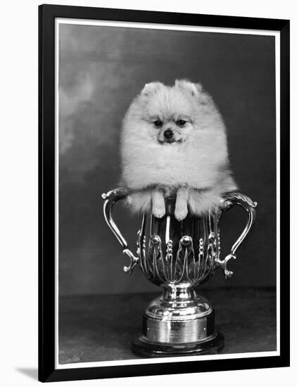 Pomeranian Champion Dimples of Hadleigh, a Pomeranian Posing in a Trophy-null-Framed Photographic Print