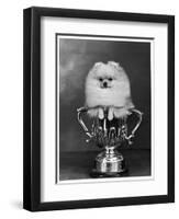 Pomeranian Champion Dimples of Hadleigh, a Pomeranian Posing in a Trophy-null-Framed Premium Photographic Print