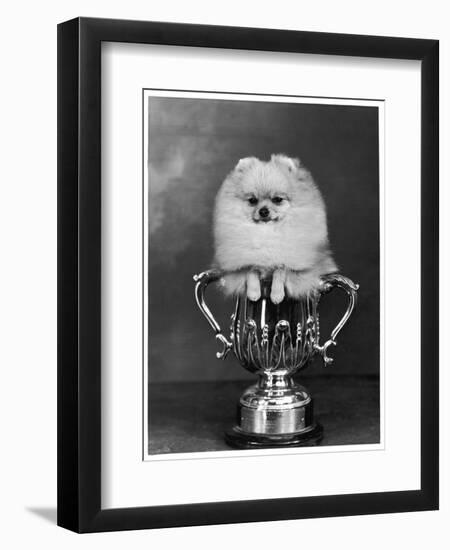 Pomeranian Champion Dimples of Hadleigh, a Pomeranian Posing in a Trophy-null-Framed Premium Photographic Print