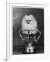 Pomeranian Champion Dimples of Hadleigh, a Pomeranian Posing in a Trophy-null-Framed Photographic Print