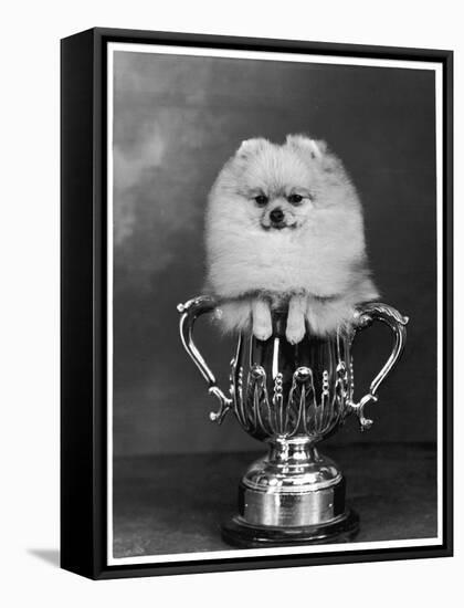 Pomeranian Champion Dimples of Hadleigh, a Pomeranian Posing in a Trophy-null-Framed Stretched Canvas