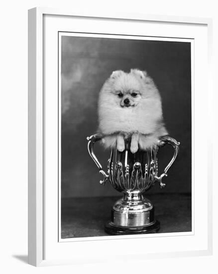 Pomeranian Champion Dimples of Hadleigh, a Pomeranian Posing in a Trophy-null-Framed Photographic Print