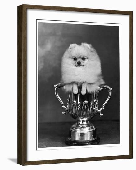 Pomeranian Champion Dimples of Hadleigh, a Pomeranian Posing in a Trophy-null-Framed Photographic Print