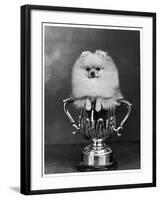 Pomeranian Champion Dimples of Hadleigh, a Pomeranian Posing in a Trophy-null-Framed Photographic Print