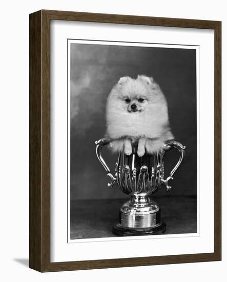 Pomeranian Champion Dimples of Hadleigh, a Pomeranian Posing in a Trophy-null-Framed Photographic Print