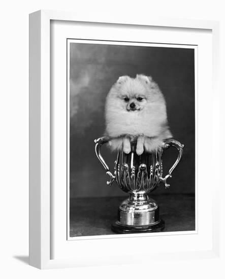 Pomeranian Champion Dimples of Hadleigh, a Pomeranian Posing in a Trophy-null-Framed Photographic Print