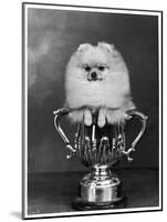 Pomeranian Champion Dimples of Hadleigh, a Pomeranian Posing in a Trophy-null-Mounted Photographic Print