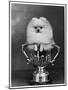 Pomeranian Champion Dimples of Hadleigh, a Pomeranian Posing in a Trophy-null-Mounted Photographic Print