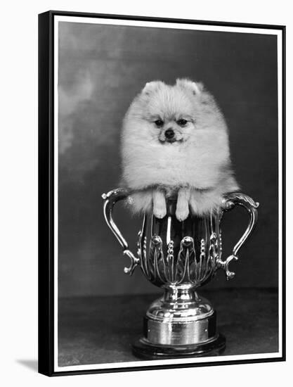 Pomeranian Champion Dimples of Hadleigh, a Pomeranian Posing in a Trophy-null-Framed Stretched Canvas