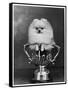 Pomeranian Champion Dimples of Hadleigh, a Pomeranian Posing in a Trophy-null-Framed Stretched Canvas