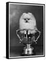 Pomeranian Champion Dimples of Hadleigh, a Pomeranian Posing in a Trophy-null-Framed Stretched Canvas