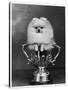 Pomeranian Champion Dimples of Hadleigh, a Pomeranian Posing in a Trophy-null-Stretched Canvas