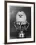 Pomeranian Champion Dimples of Hadleigh, a Pomeranian Posing in a Trophy-null-Framed Photographic Print