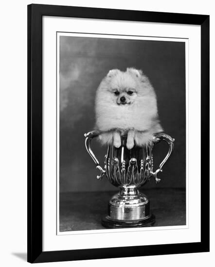 Pomeranian Champion Dimples of Hadleigh, a Pomeranian Posing in a Trophy-null-Framed Photographic Print