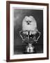 Pomeranian Champion Dimples of Hadleigh, a Pomeranian Posing in a Trophy-null-Framed Photographic Print