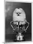 Pomeranian Champion Dimples of Hadleigh, a Pomeranian Posing in a Trophy-null-Mounted Premium Photographic Print
