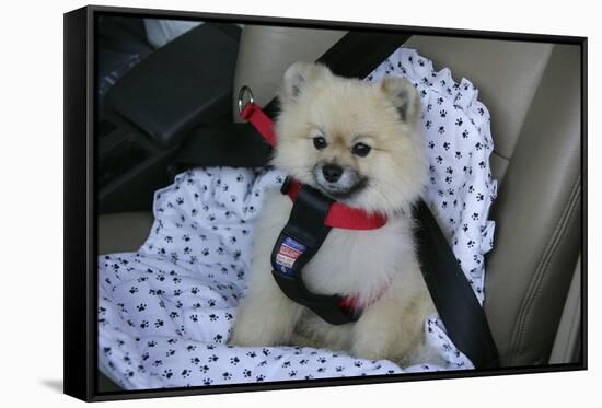 Pomeranian Dog, Rikki, in Car Wearing a Seat Belt Safety Harness-Mark Taylor-Framed Stretched Canvas