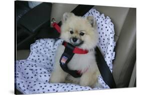 Pomeranian Dog, Rikki, in Car Wearing a Seat Belt Safety Harness-Mark Taylor-Stretched Canvas
