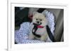 Pomeranian Dog, Rikki, in Car Wearing a Seat Belt Safety Harness-Mark Taylor-Framed Photographic Print