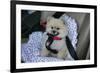 Pomeranian Dog, Rikki, in Car Wearing a Seat Belt Safety Harness-Mark Taylor-Framed Photographic Print