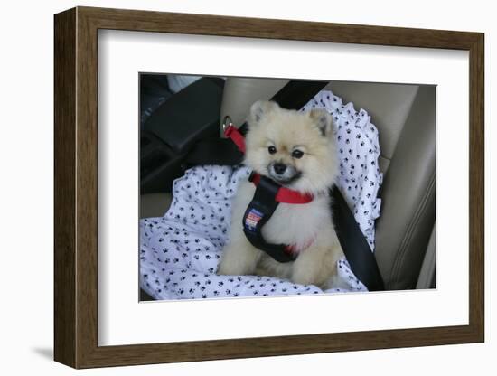 Pomeranian Dog, Rikki, in Car Wearing a Seat Belt Safety Harness-Mark Taylor-Framed Photographic Print