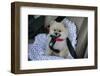 Pomeranian Dog, Rikki, in Car Wearing a Seat Belt Safety Harness-Mark Taylor-Framed Photographic Print