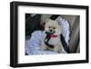 Pomeranian Dog, Rikki, in Car Wearing a Seat Belt Safety Harness-Mark Taylor-Framed Photographic Print