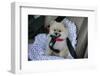 Pomeranian Dog, Rikki, in Car Wearing a Seat Belt Safety Harness-Mark Taylor-Framed Photographic Print