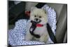 Pomeranian Dog, Rikki, in Car Wearing a Seat Belt Safety Harness-Mark Taylor-Mounted Photographic Print