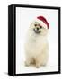 Pomeranian Dog, Rikki, Wearing a Father Christmas Hat-Mark Taylor-Framed Stretched Canvas