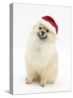 Pomeranian Dog, Rikki, Wearing a Father Christmas Hat-Mark Taylor-Stretched Canvas