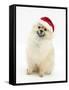 Pomeranian Dog, Rikki, Wearing a Father Christmas Hat-Mark Taylor-Framed Stretched Canvas