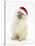 Pomeranian Dog, Rikki, Wearing a Father Christmas Hat-Mark Taylor-Stretched Canvas