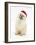 Pomeranian Dog, Rikki, Wearing a Father Christmas Hat-Mark Taylor-Framed Photographic Print