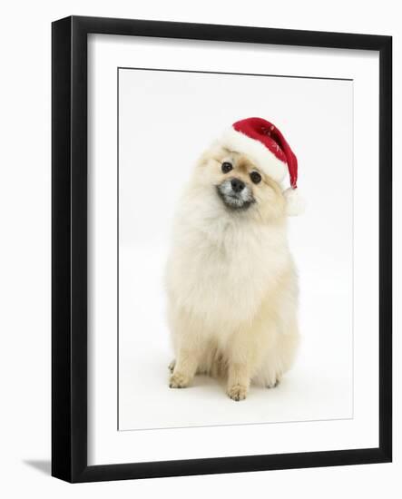 Pomeranian Dog, Rikki, Wearing a Father Christmas Hat-Mark Taylor-Framed Photographic Print