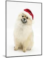 Pomeranian Dog, Rikki, Wearing a Father Christmas Hat-Mark Taylor-Mounted Photographic Print