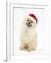 Pomeranian Dog, Rikki, Wearing a Father Christmas Hat-Mark Taylor-Framed Photographic Print