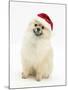 Pomeranian Dog, Rikki, Wearing a Father Christmas Hat-Mark Taylor-Mounted Photographic Print