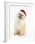 Pomeranian Dog, Rikki, Wearing a Father Christmas Hat-Mark Taylor-Framed Photographic Print