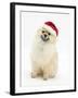 Pomeranian Dog, Rikki, Wearing a Father Christmas Hat-Mark Taylor-Framed Photographic Print