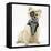 Pomeranian Dog, Rikki, Wearing Pirate Costume-Mark Taylor-Framed Stretched Canvas