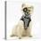 Pomeranian Dog, Rikki, Wearing Pirate Costume-Mark Taylor-Stretched Canvas