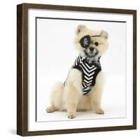 Pomeranian Dog, Rikki, Wearing Pirate Costume-Mark Taylor-Framed Photographic Print