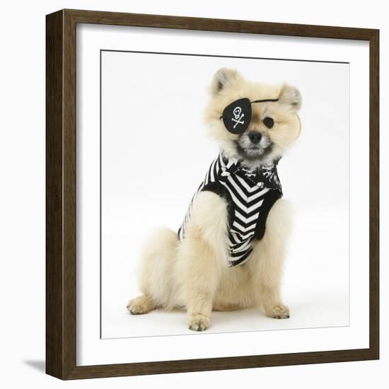 Pomeranian Dog, Rikki, Wearing Pirate Costume-Mark Taylor-Framed Photographic Print