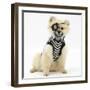 Pomeranian Dog, Rikki, Wearing Pirate Costume-Mark Taylor-Framed Photographic Print