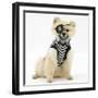 Pomeranian Dog, Rikki, Wearing Pirate Costume-Mark Taylor-Framed Photographic Print
