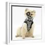 Pomeranian Dog, Rikki, Wearing Pirate Costume-Mark Taylor-Framed Photographic Print